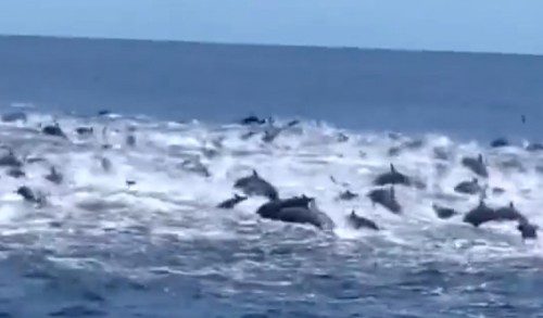 Kawanan Besar Lumba-Lumba Muncul di Perairan Pancer Banyuwangi, BKSDA Sebut Pertama Kali Terjadi