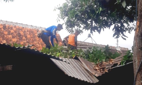 Diterjang Angin Kencang, Pohon Mangga Jumbo di Situbondo Tumbang Timpa Rumah Warga