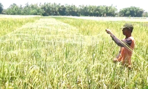 Halau Serangan Burung Pipit, Petani Padi di Perak Jombang Tutupi Tanaman Pakai Jaring