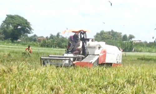 Petani di Jombang Mengeluh, Harga Jual Gabah Meningkat tapi Hasil Panen Menurun