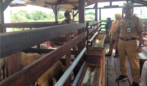 Tren Masyarakat Peternak Domba di Banyuwangi Semakin Melejit