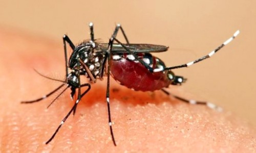 Akibat Gigitan Nyamuk Aedes Aegypti, Satu Warga Kota Blitar Meninggal