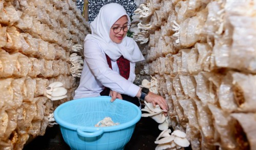 Mengintip Industri Jamur di Banyuwangi, Berdiri Sejak 2006, Sebulan Mampu Produksi 15 Ton