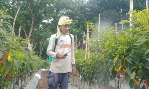Curah Hujan Tinggi dan Harga Turun, Bikin Petani Cabai Merah di Sumberteguh Jombang Waswas