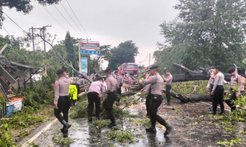 Pohon di Jalan Indramayu Tumbang, Polisi Turun Tangan Sterilkan Jalan
