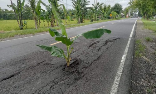 Ancam Nyawa Pengendara, Jalan Rusak di Ngawi Ditanami Pohon Pisang