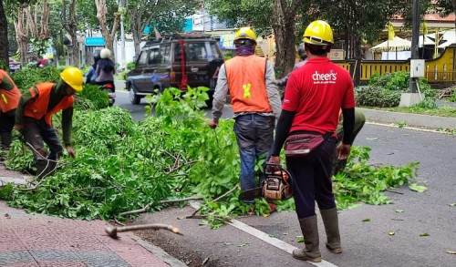 Dinas PU CKPP Banyuwangi Masif Lakukan Pemangkasan Pohon Rimbun di Jalan Perkotaan