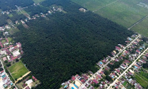 Mengejutkan! Potret Udara Luasnya Lokasi Tanah yang Ditangani Kejari Kampar Seperti Perkebunan Kelapa Sawit