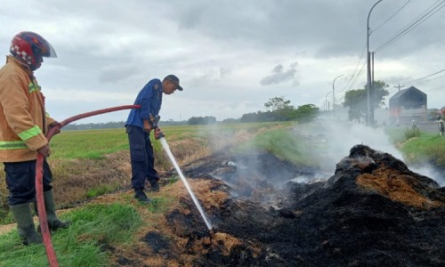 Petugas Damkar Padamkan Jerami Terbakar di Area Pesawahan di Cilacap