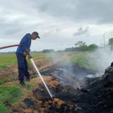 Petugas Damkar Padamkan Jerami Terbakar di Area Pesawahan di Cilacap