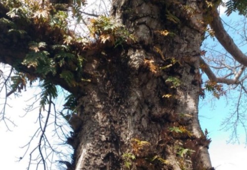 Diperkirakan Berumur Tiga Abad, Pohon Raksasa di Pemalang Jadi Saksi Sejarah Perjalanan Desa