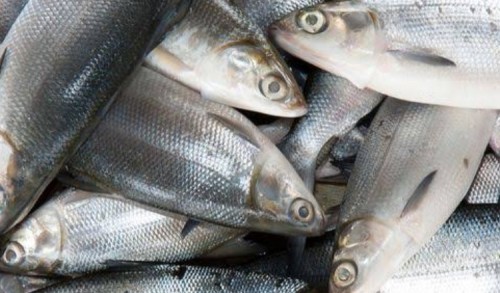 Marak Pencurian Ikan Bandeng di Desa Marparan Sampang, Pelaku Menyaru Pemancing