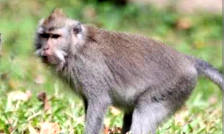 Kawanan Monyet Masuk Perkampungan di Banjarnegara, Naik Genting hingga Resahkan Warga