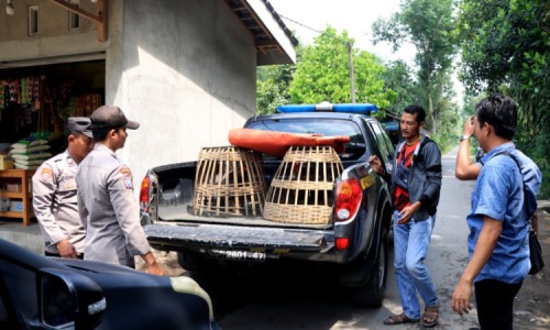 Warga Magetan Tewas di Ngawi, Diduga Terjatuh Saat Penggerebekan Judi Sabung Ayam