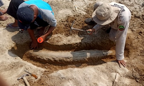 Warga Temukan Fosil Gading Gajah Purba di Bengawan Solo, Diperkirakan Berusia Ratusan Ribu Tahun