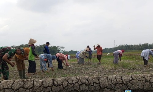 Dukung Ketahanan Pangan, Babinsa bersama Petani Desa Bulaksari Cilacap Tanam Ribuan Bibit Kacang Hijau 