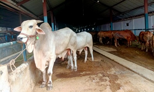 Suplai Kulit Sapi 38 Ton per Bulan, Pedagang Bakso di Banjarnegara Sediakan Lembu Kurban Harga Grosir