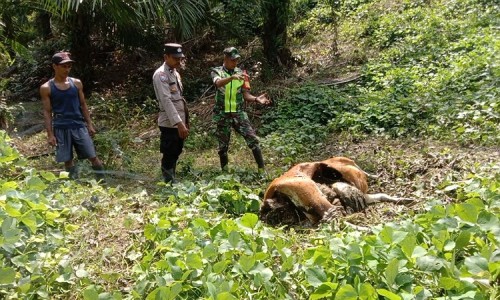 Seekor Sapi Milik Warga di Aceh Timur Mati, Diduga Akibat Diterkam Harimau