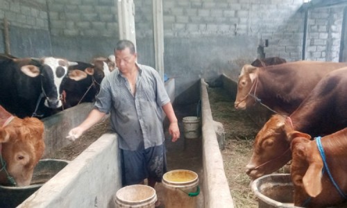 Jelang Idul Adha, Harga Sapi di Jombang Naik meski Permintaan Turun 50 Persen