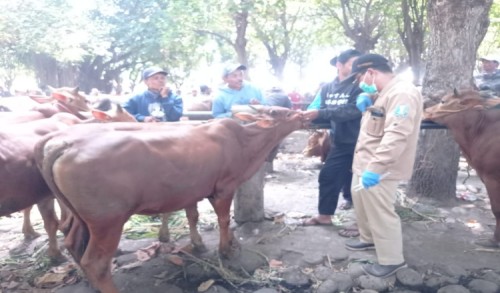 Jelang Hari Raya Kurban, Disnakan Situbondo Terjunkan Belasan Tenaga Kesehatan Hewan