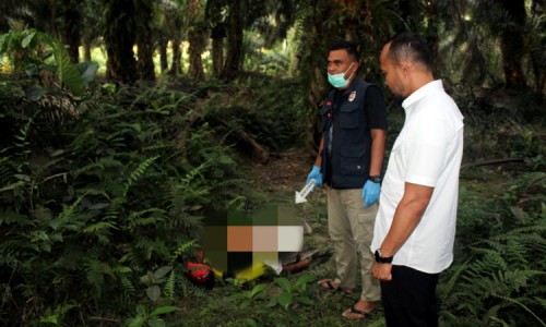 Tak Kunjung Pulang Makan Siang, Pria 63 Tahun Ditemukan Tewas di Kebun Sawit Kampar
