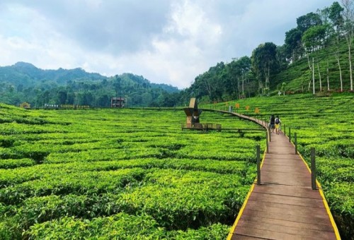 Menyelami Keindahan Kebun Teh Gunung Gambir di Jember: Surga Alam dengan Udara Sejuk