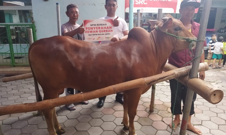 Idul Adha 2024, MPM Honda Jatim Salurkan 17 Ekor Kambing dan 2 Sapi Kurban untuk Warga