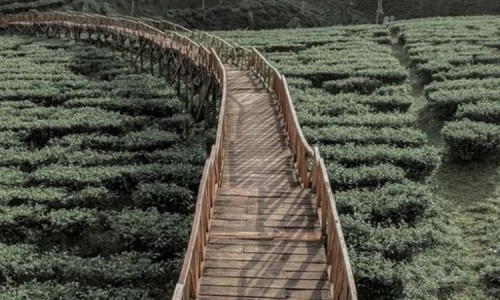 Menikmati Pesona Kebun Teh Gucialit di Lumajang, Agrowisata dan Petualangan Alam yang Mengagumkan