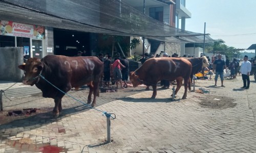 Perusahaan Swasta di Jombang Potong 28 Sapi dan 128 Kambing Kurban, Dagingnya Dibagikan ke Masyarakat