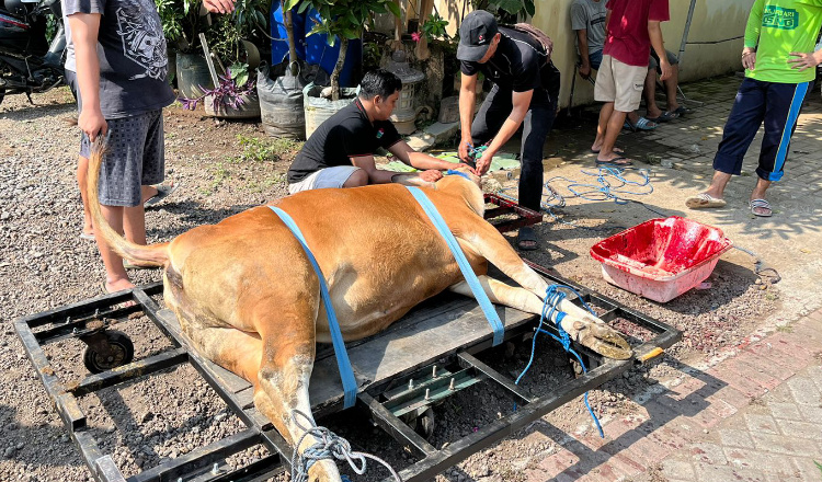 LDII Banyuwangi Punya Alat Khusus Robohkan Sapi Hewan Kurban Tanpa Menyakiti