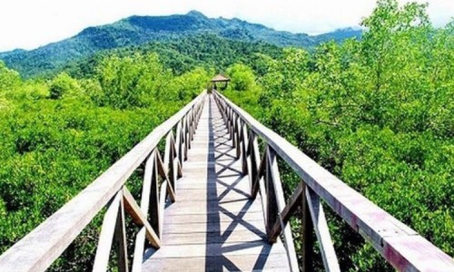 Hutan Bakau Margomulyo, Tempat Healing Ideal di Balikpapan