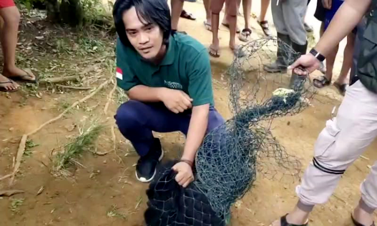 BPBD Muba Evakuasi Siamang yang Masuk Perkampungan Warga di Desa Keramat Jaya