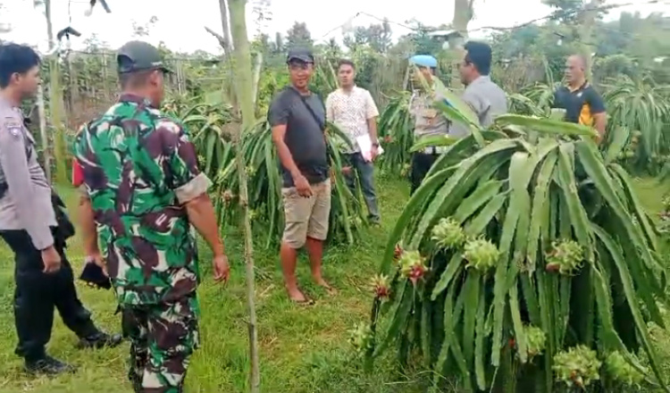 Kebun Buah Naga Milik Petani Banyuwangi Disatroni Maling, Lampu-Buah Siap Panen Dicuri