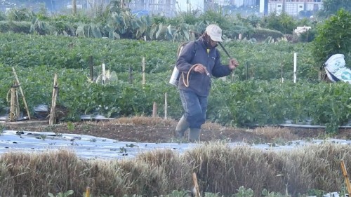 Embun Es di Dieng Bikin Wisatawan Takjub, Petani Justru Khawatir