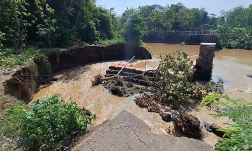 Bendungan Sungai di Ngawi Jebol, Ratusan Hektare Sawah Terancam Gagal Panen