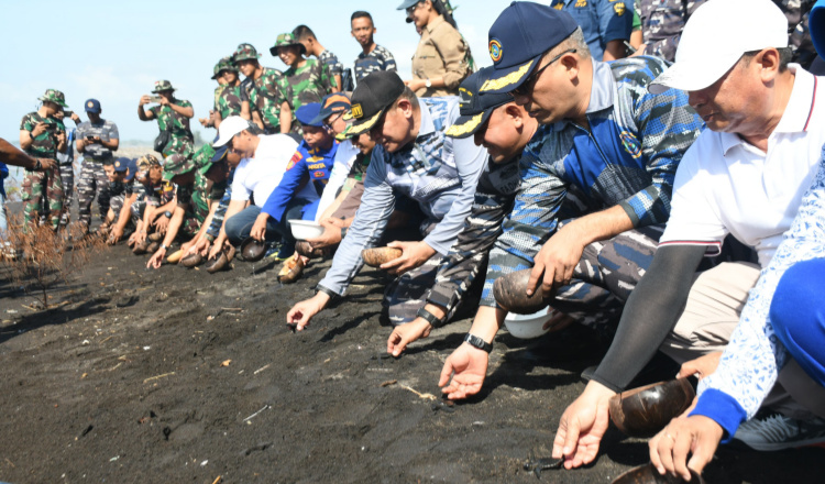 Rangkaian Operasi Trisila, Koarmada II Tanam Mangrove dan Lepas Tukik di Banyuwangi