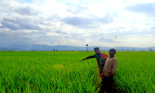 Ancam Produktivitas Padi, Anggota TNI di Cilacap Bantu Petani Berantas Hama Wereng di Sawah