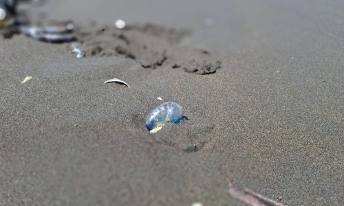 Wisatawan Pantai Teluk Penyu Cilacap Diimbau Waspada Ubur-Ubur Beracun