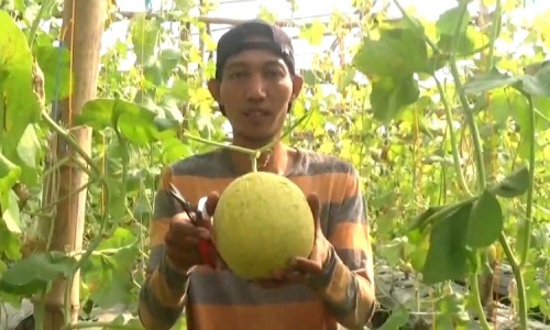 Budidaya Melon Premium dengan Konsep Greenhouse, Pemuda di Jombang Raup Untung Gede