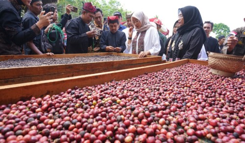 Kopi Robusta Banyuwangi Diuji untuk Peroleh Indikasi Geografis