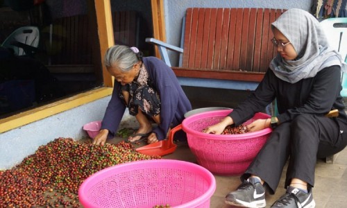 Selain Sentra Durian, Wonosalam Jombang Ternyata juga Daerah Penghasil Kopi