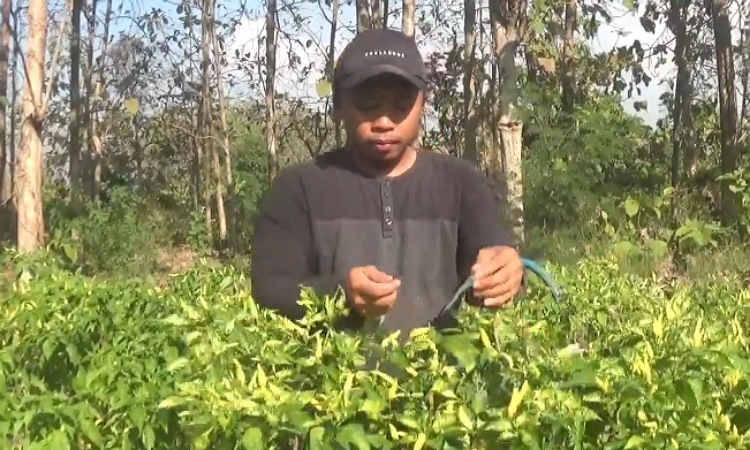 Harga Terus Merangkak Naik, Petani Cabai di Plandaan Jombang Semringah