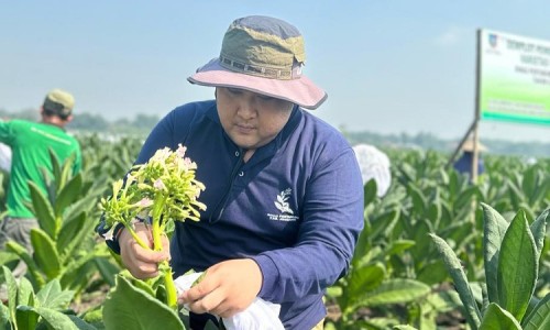 Disperta Jombang Beberkan Pengembangan Tembakau Varietas Unggul Lokal