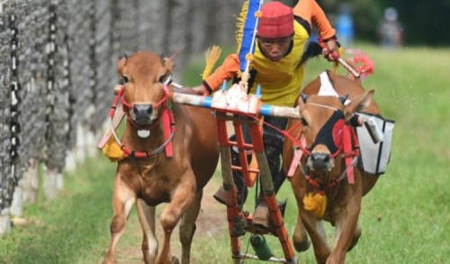 Event Karapan Sapi se-Madura di Sumenep Tak Didukung Fasilitas Mumpuni