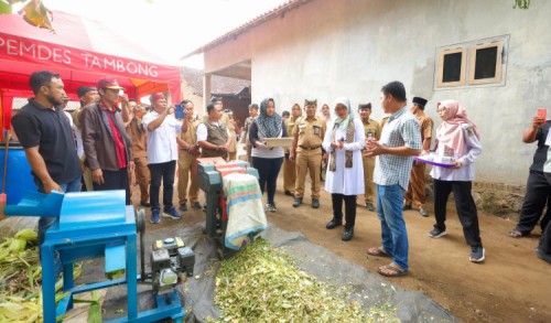 Solusi Musim Kemarau, Peternak Banyuwangi Pelajari Pembuatan Pakan Fermentasi