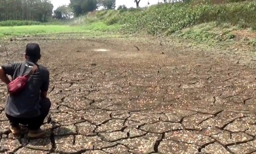 Musim Kemarau Tiba, Sejumlah Embung di Jombang Mengering