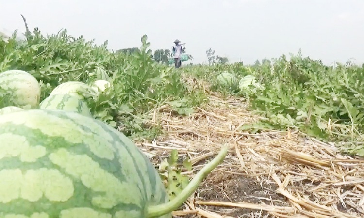 Musim Kemarau, Petani Semangka di Rejoagung Jombang Semringah Hasil Panen Melimpah