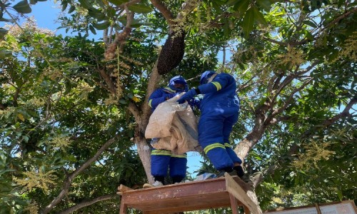 Meresahkan, Damkar Cilacap Evakuasi Sarang Tawon Jumbo di Atas Pohon