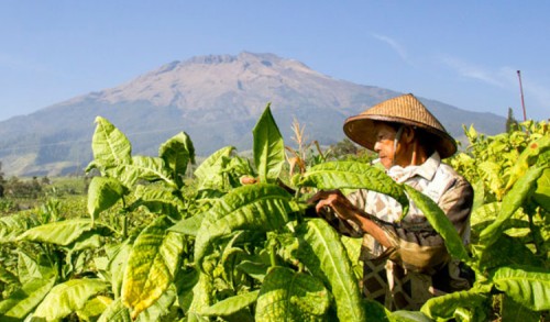 Pemkab Sumenep Resmi Terbitkan Perbup Baru Guna Lindungi Petani Tembakau 