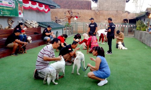 Meriahkan HUT Kemerdekaan RI, Pencinta Anjing di Jember Adakan Lomba untuk Piaraannya